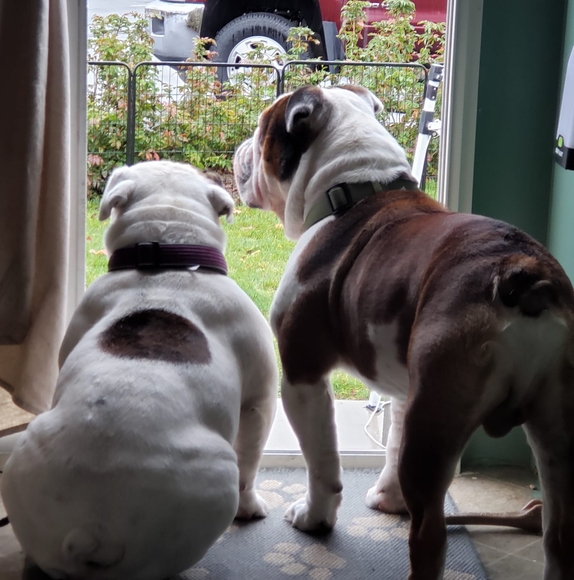 Meet your Posher, Raedean - Picture 1 of 1